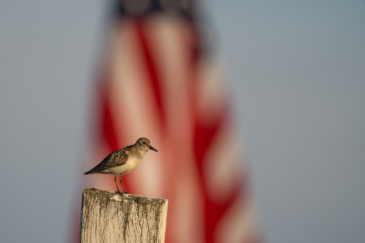 Semipalmated Sandpiper - ML644687531