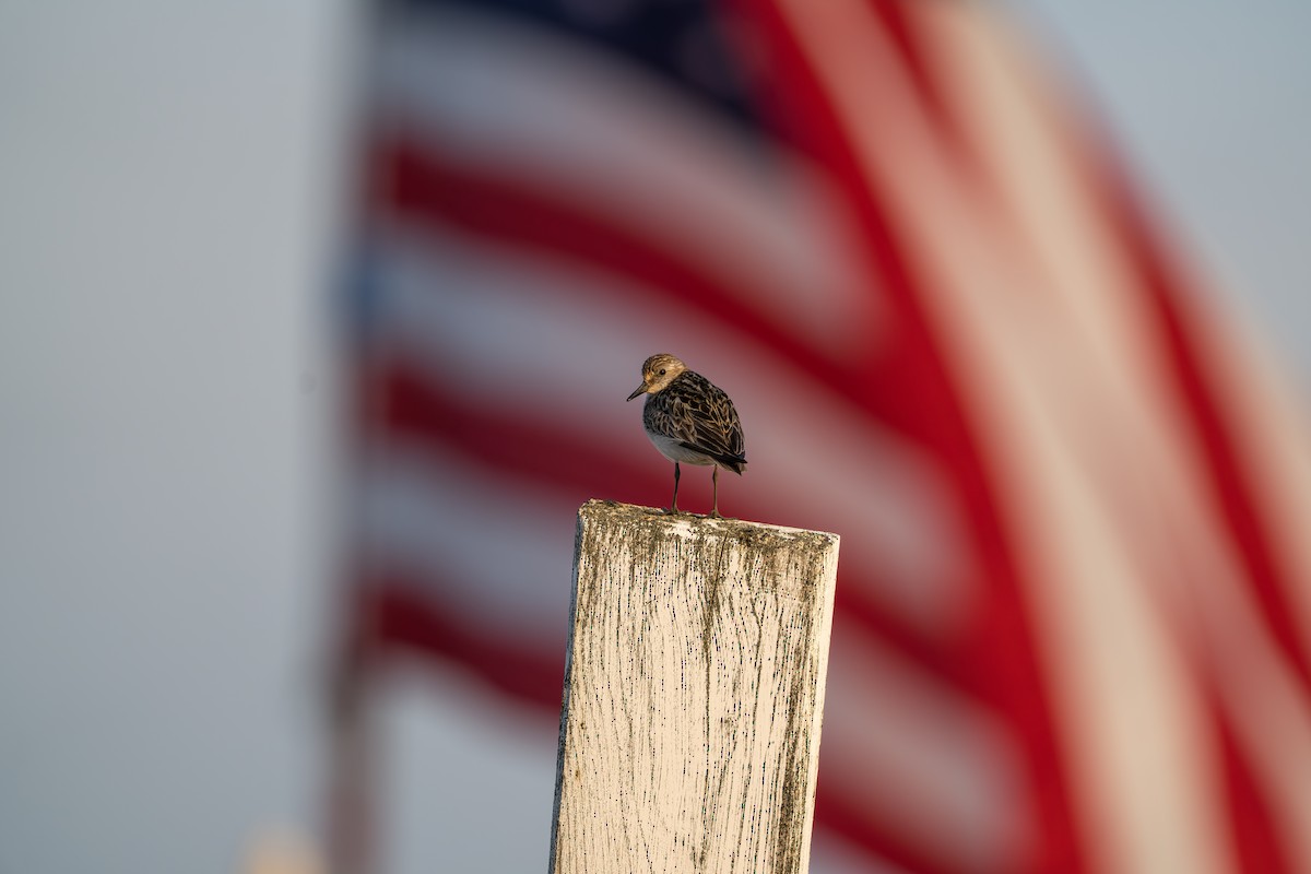 Semipalmated Sandpiper - ML644687532
