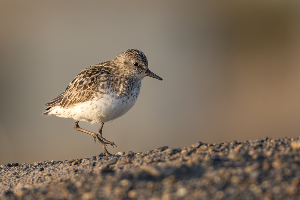 Semipalmated Sandpiper - ML644687535