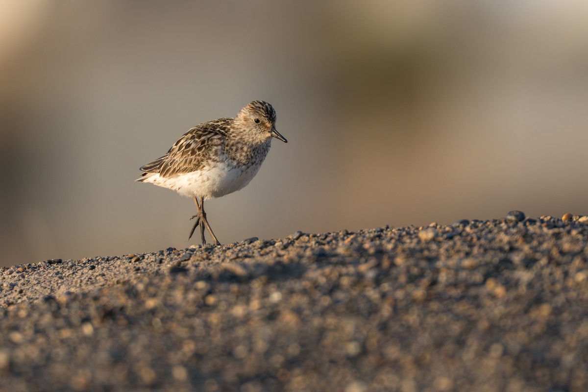 Semipalmated Sandpiper - ML644687536