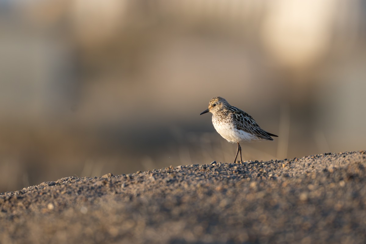 Semipalmated Sandpiper - ML644687537