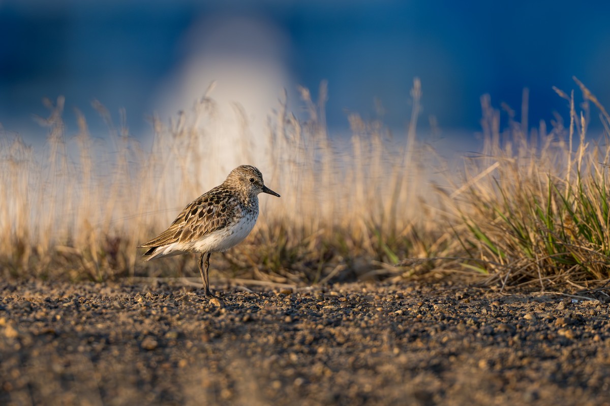 Semipalmated Sandpiper - ML644687538