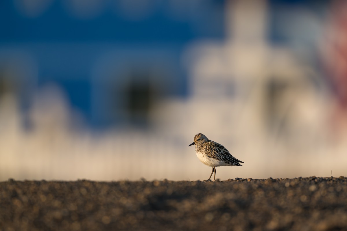 Semipalmated Sandpiper - ML644687539