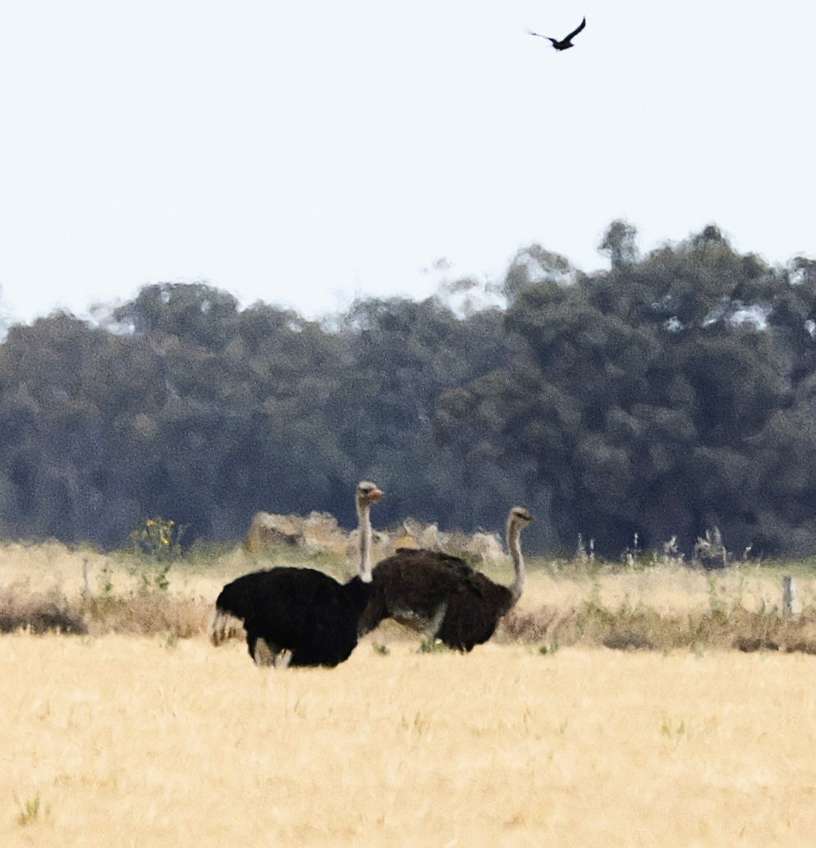 Common Ostrich - ML644687540