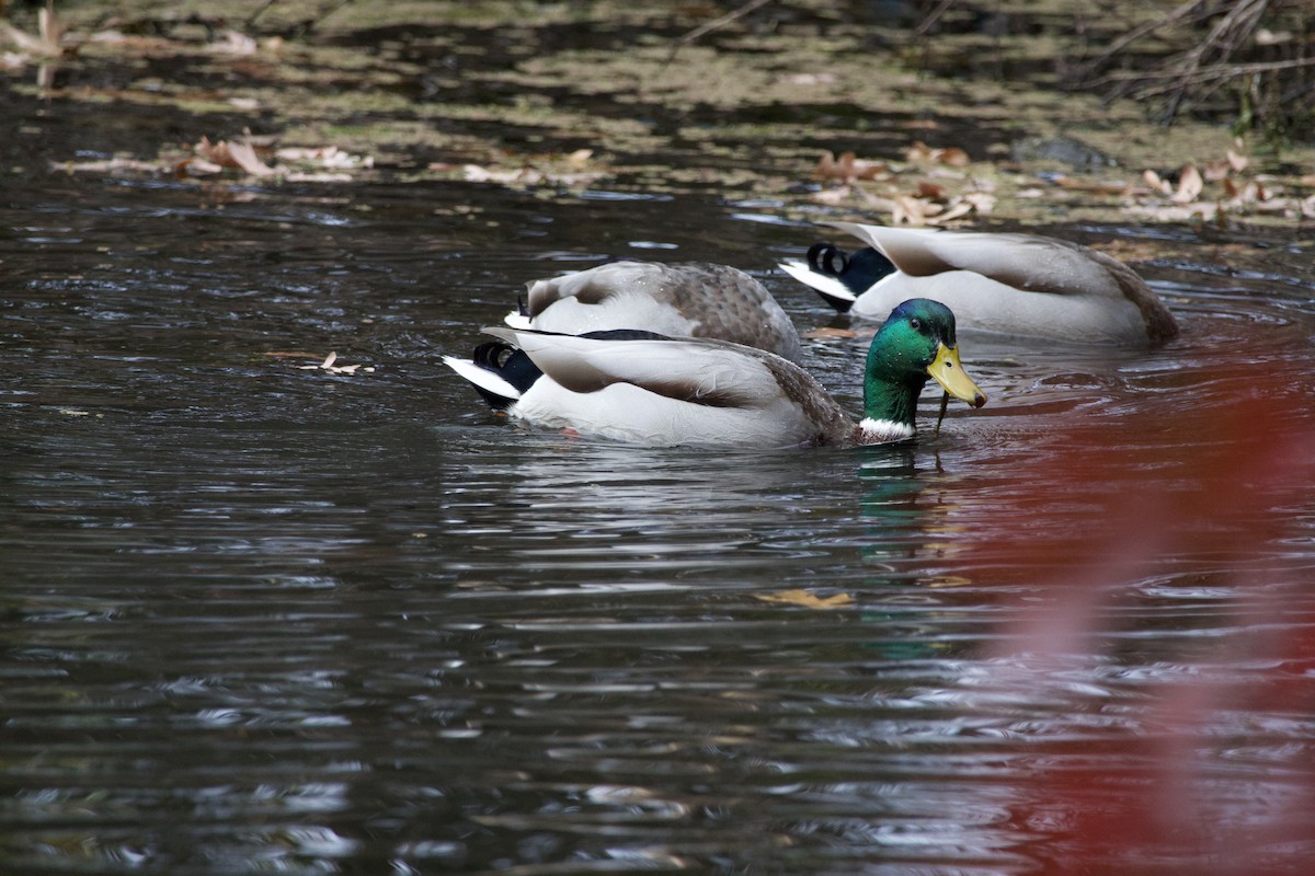 Крижень звичайний - ML644687542