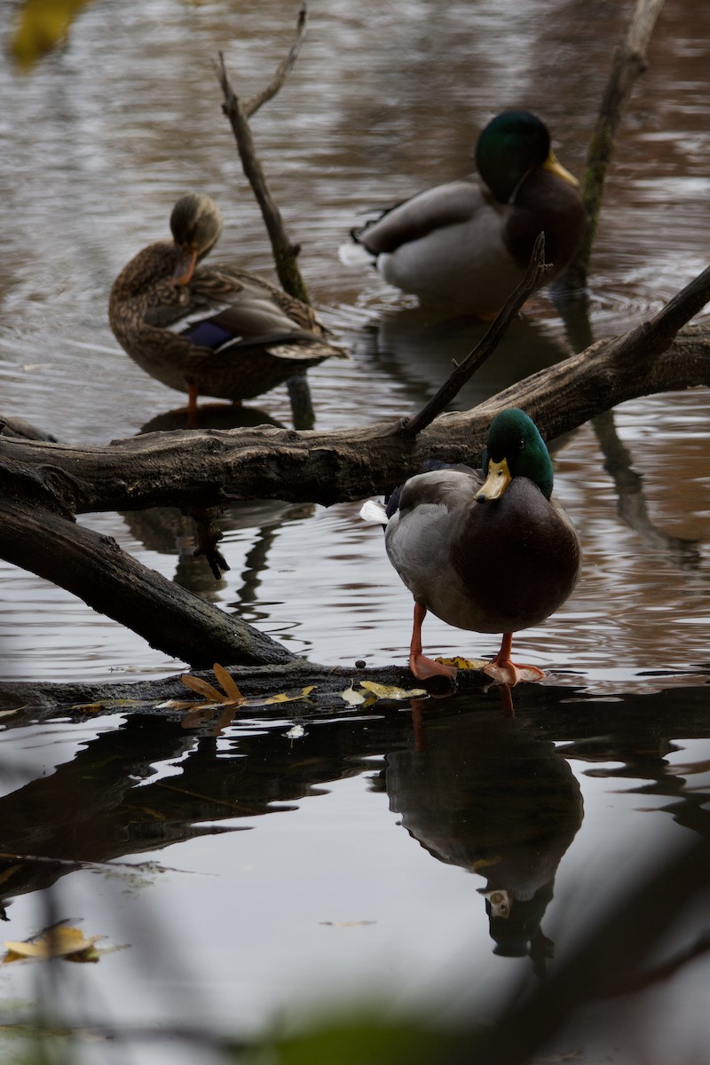 Крижень звичайний - ML644687545
