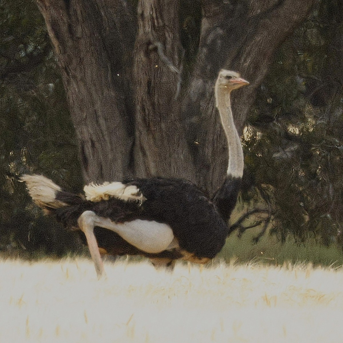 Common Ostrich - ML644687548