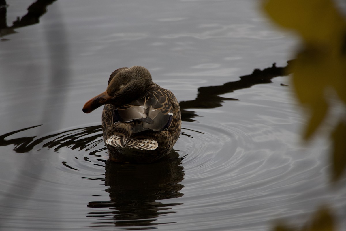 Крижень звичайний - ML644687549