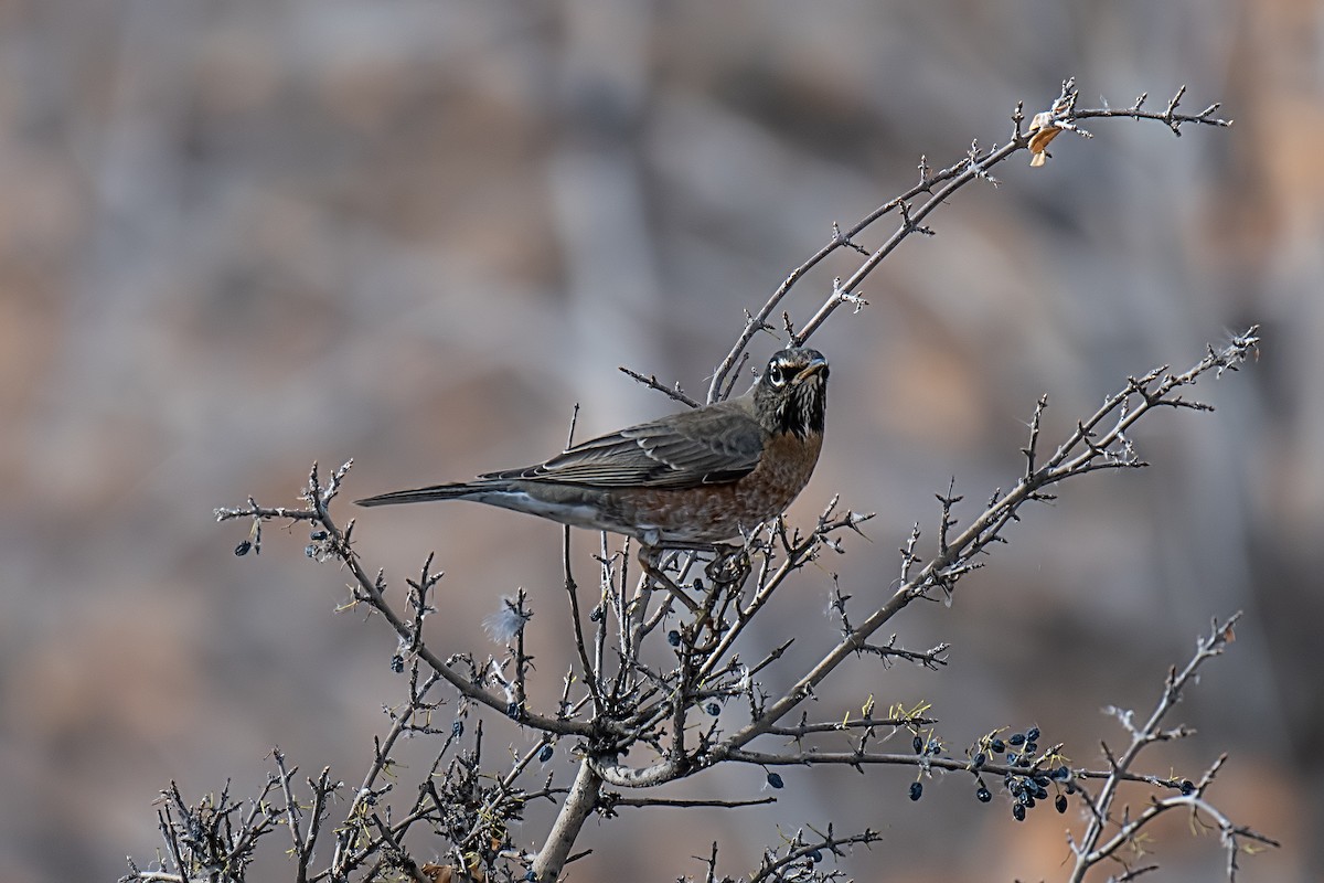 drozd stěhovavý - ML644687550