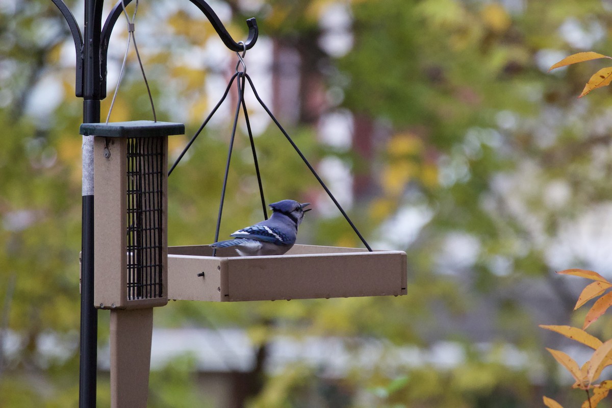 Сизойка блакитна - ML644687555