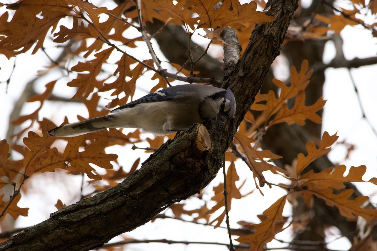 Сизойка блакитна - ML644687557