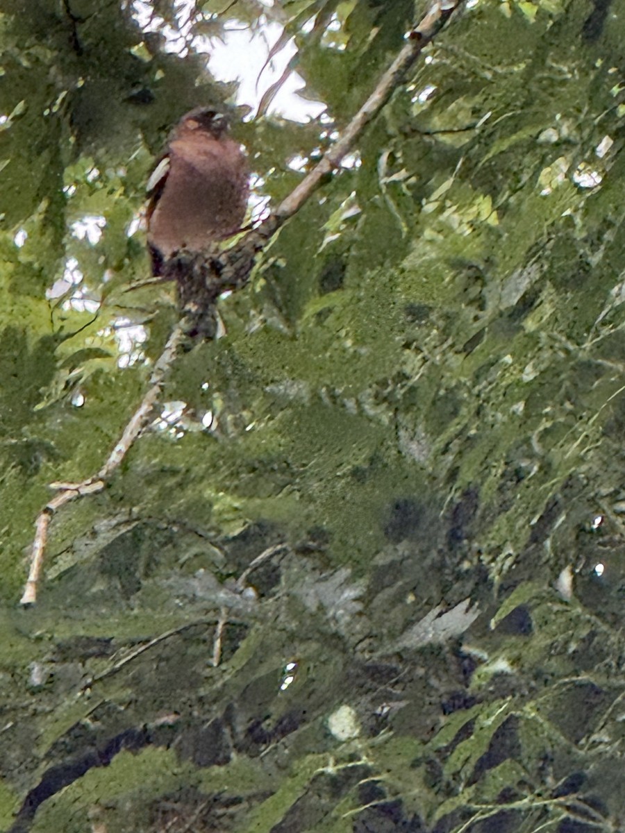 Common Chaffinch - ML644687558