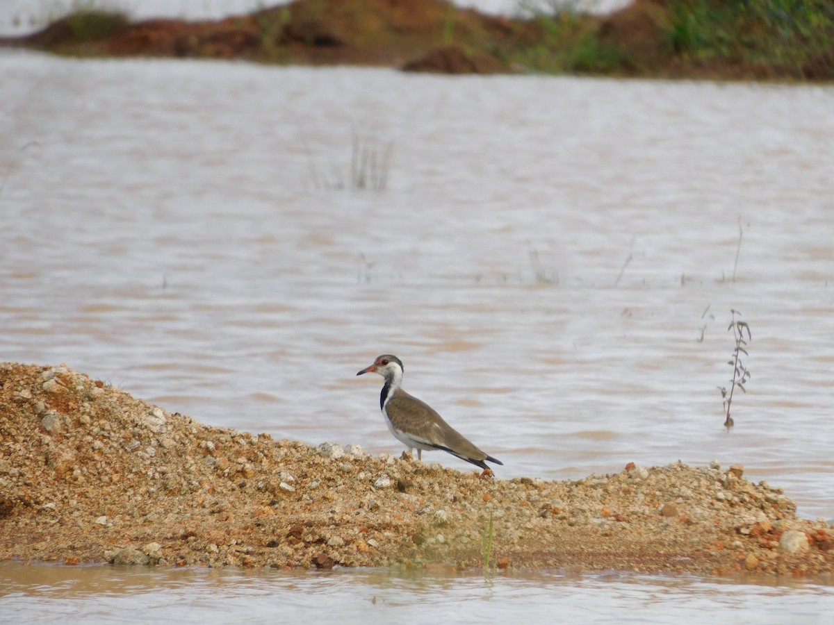 brillevipe - ML644687561