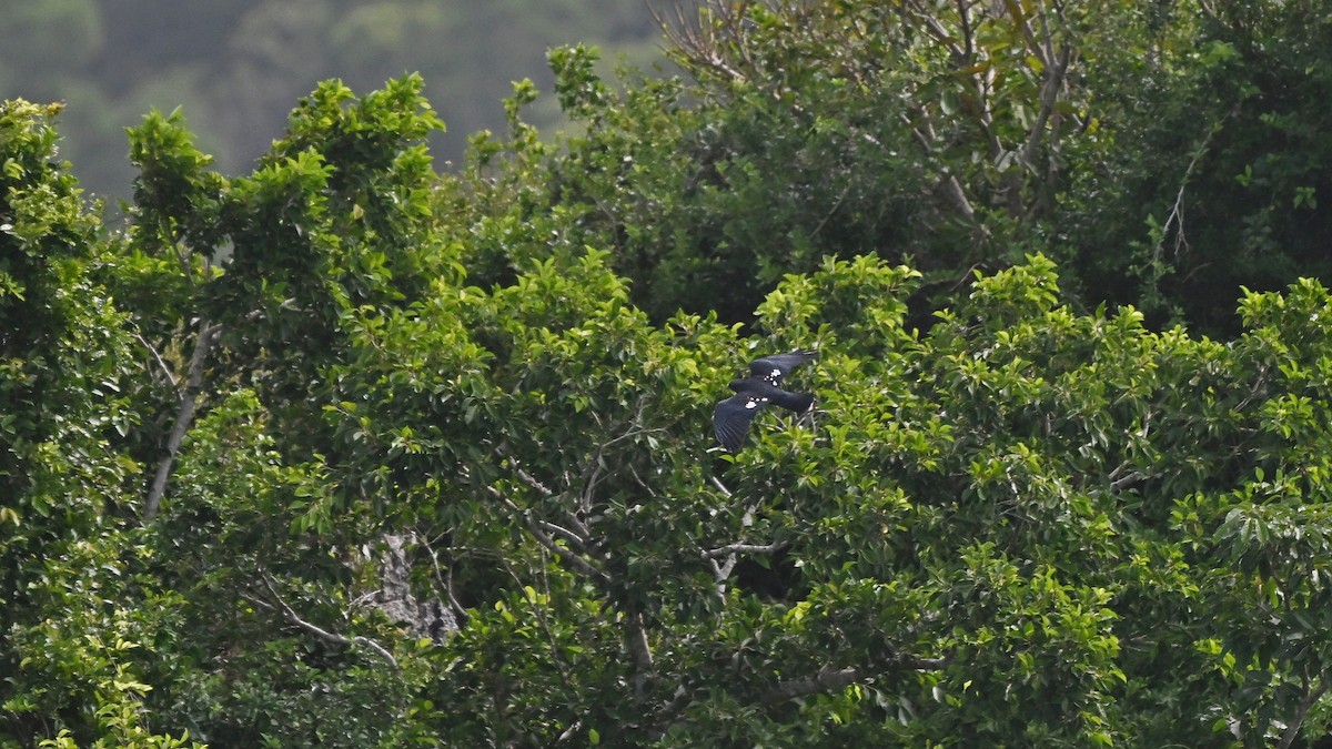 svartbaza - ML644687562