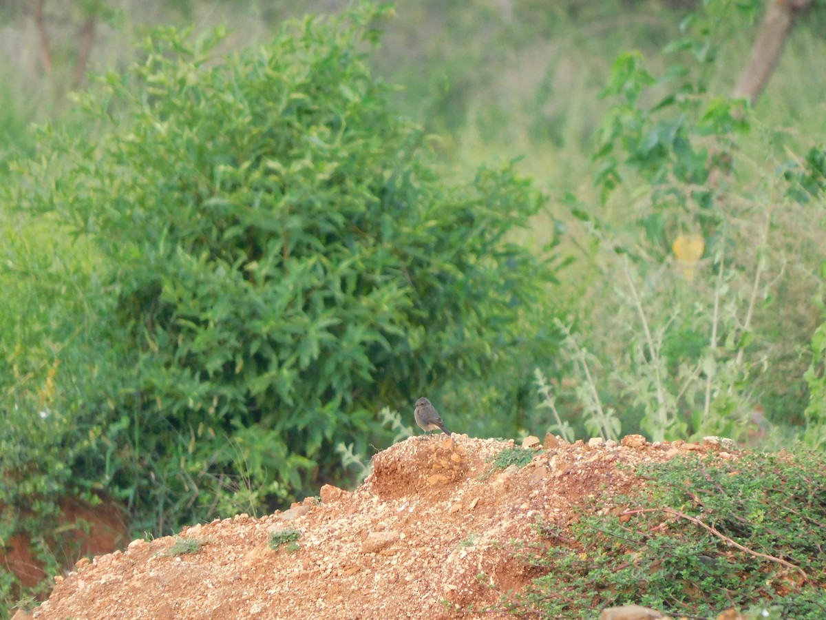 svartskvett - ML644687575