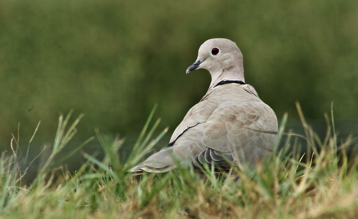 tyrkerdue - ML644687581