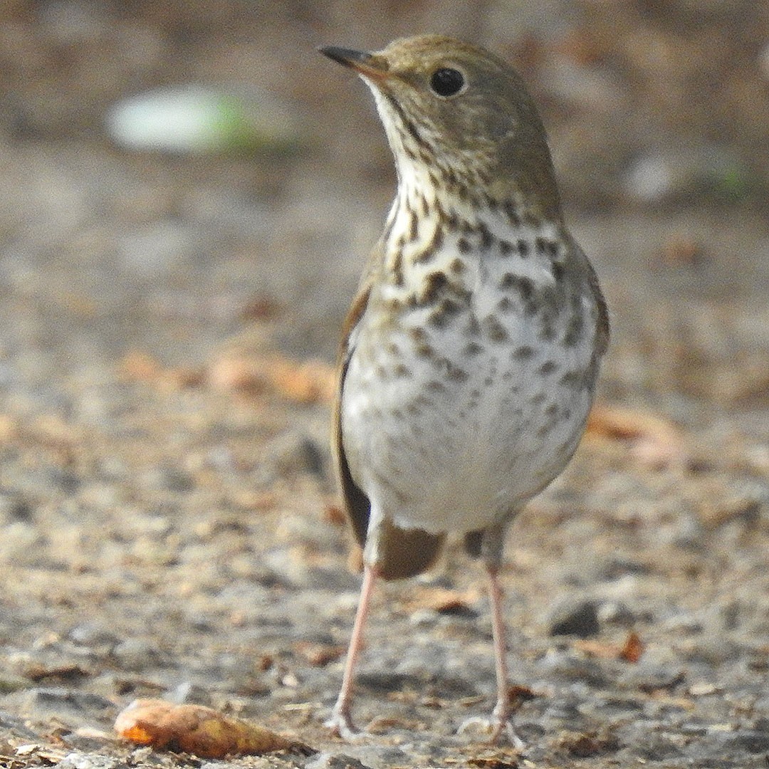 Hermit Thrush - ML644687582