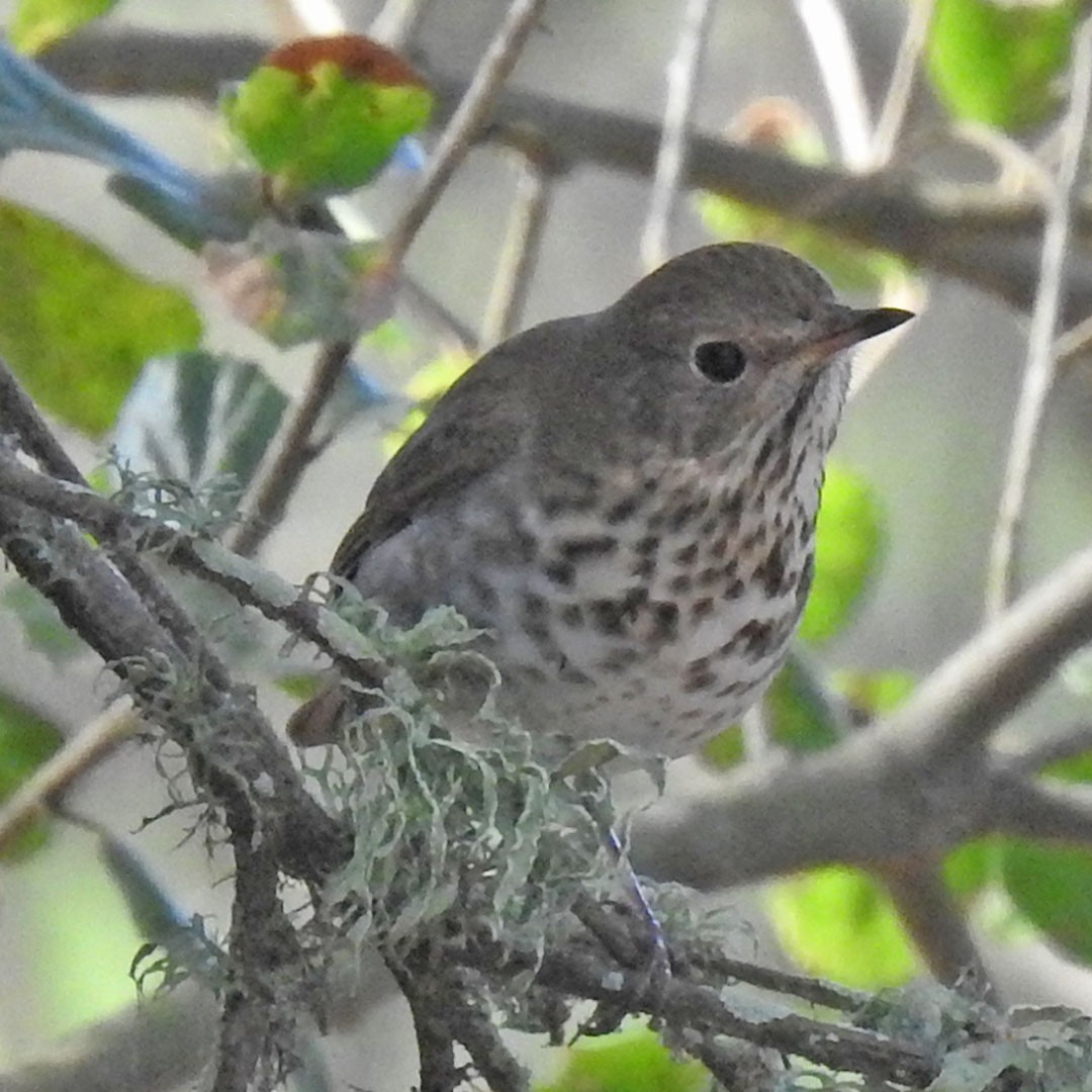 Hermit Thrush - ML644687583