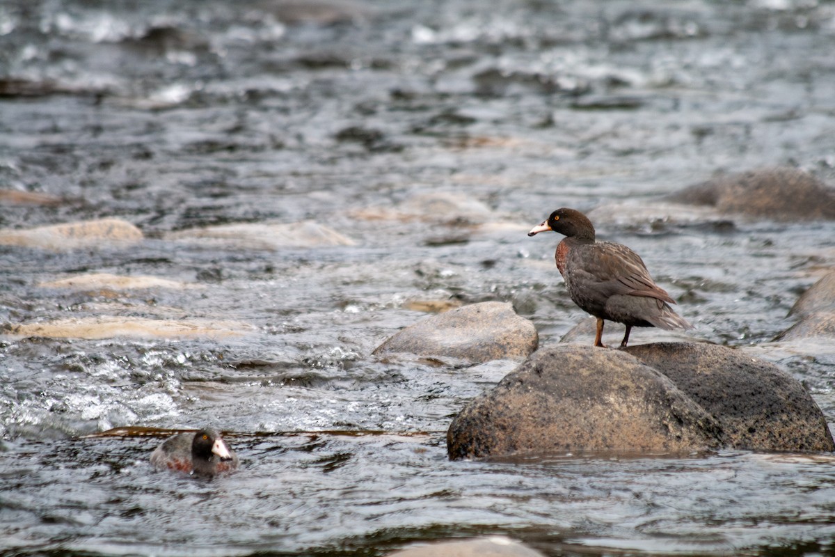 Blue Duck - ML644687584