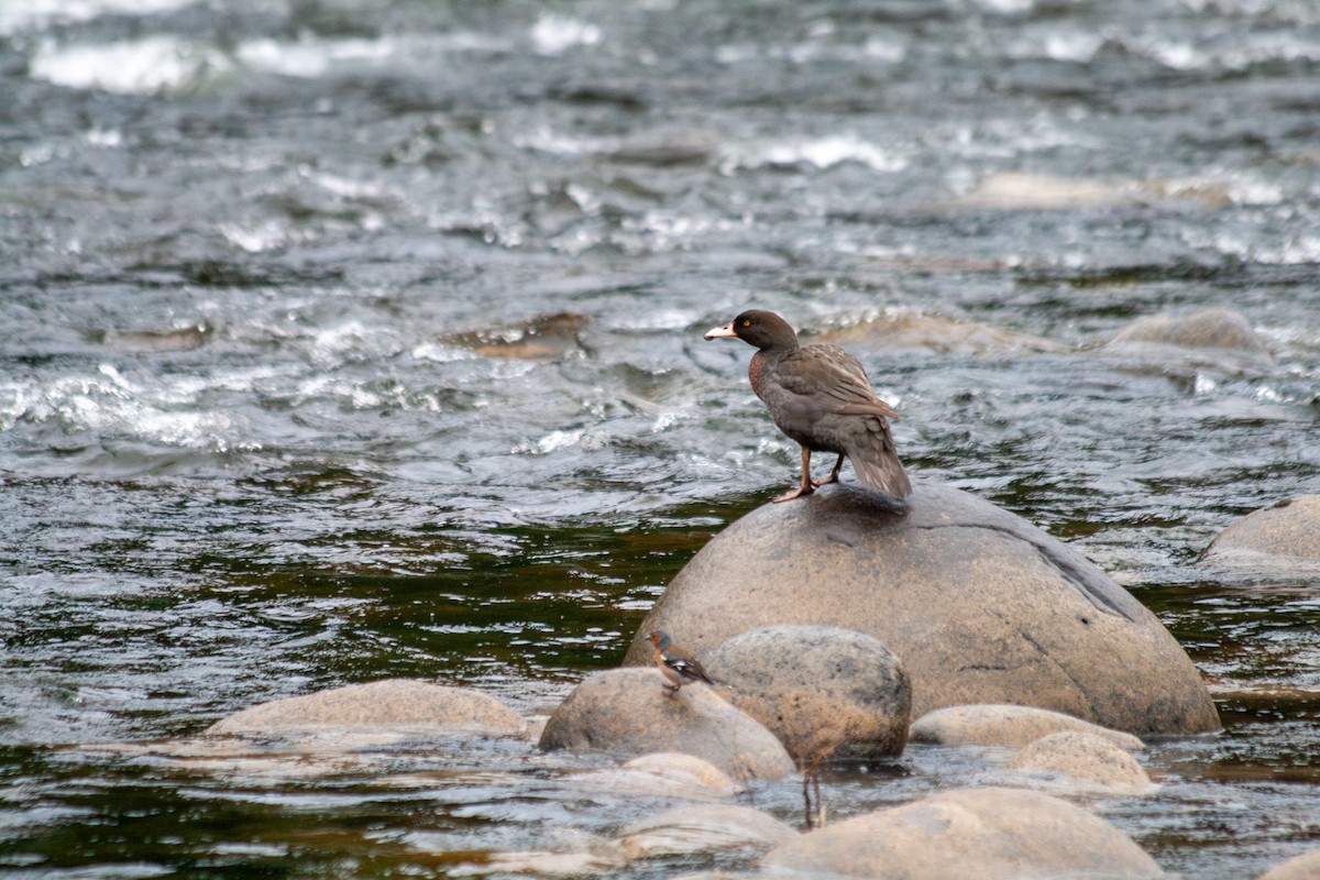 Blue Duck - ML644687590