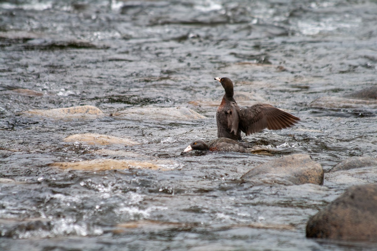 Blue Duck - ML644687592
