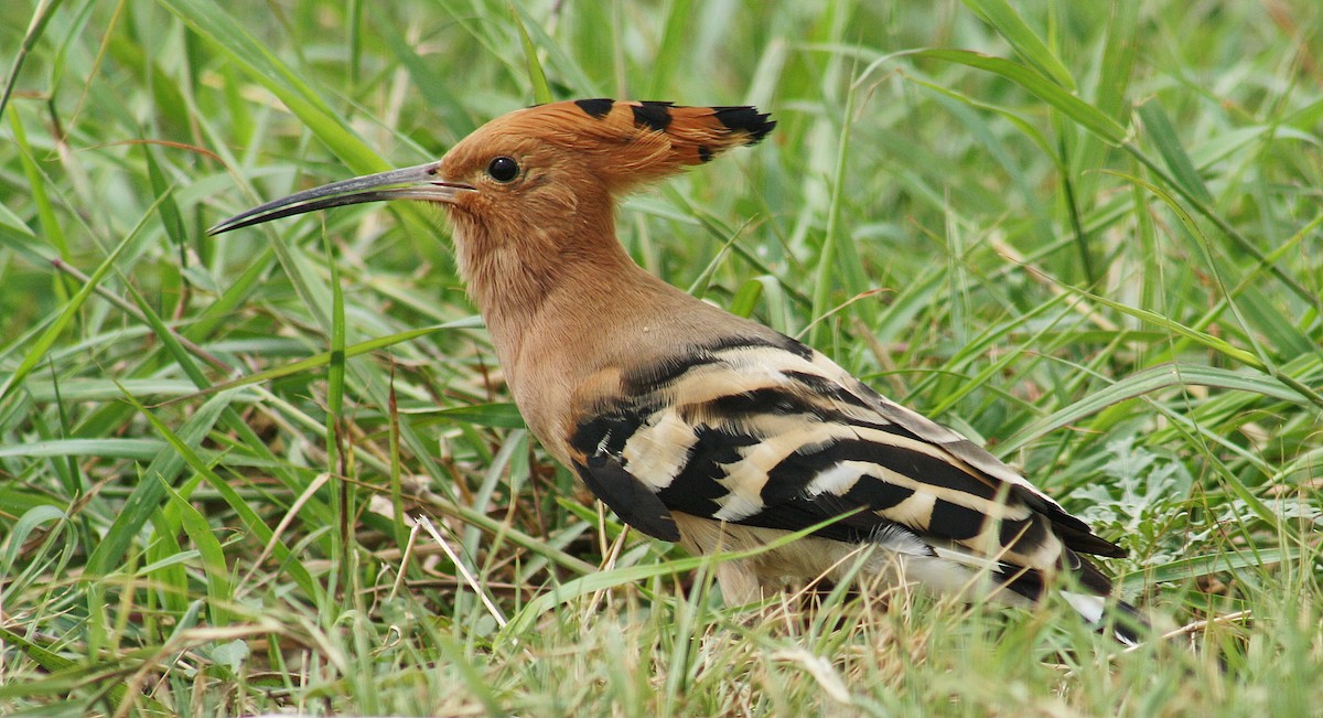 hærfugl - ML644687594