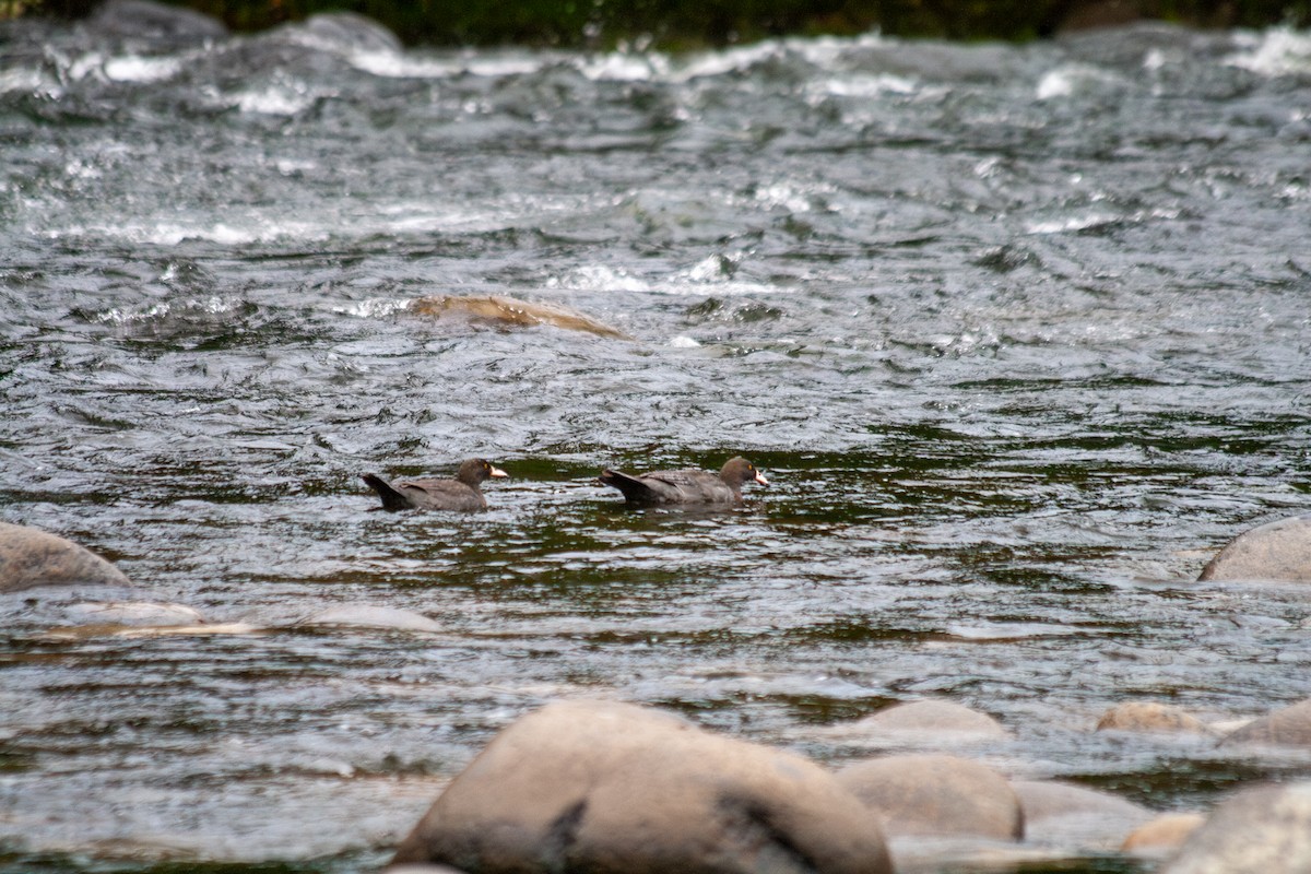 Blue Duck - ML644687595