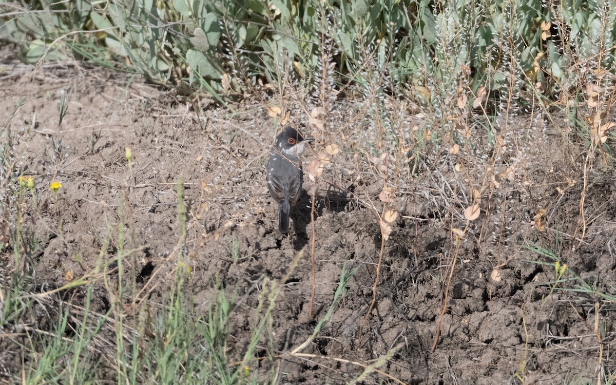 Menetries's Warbler - ML644687596