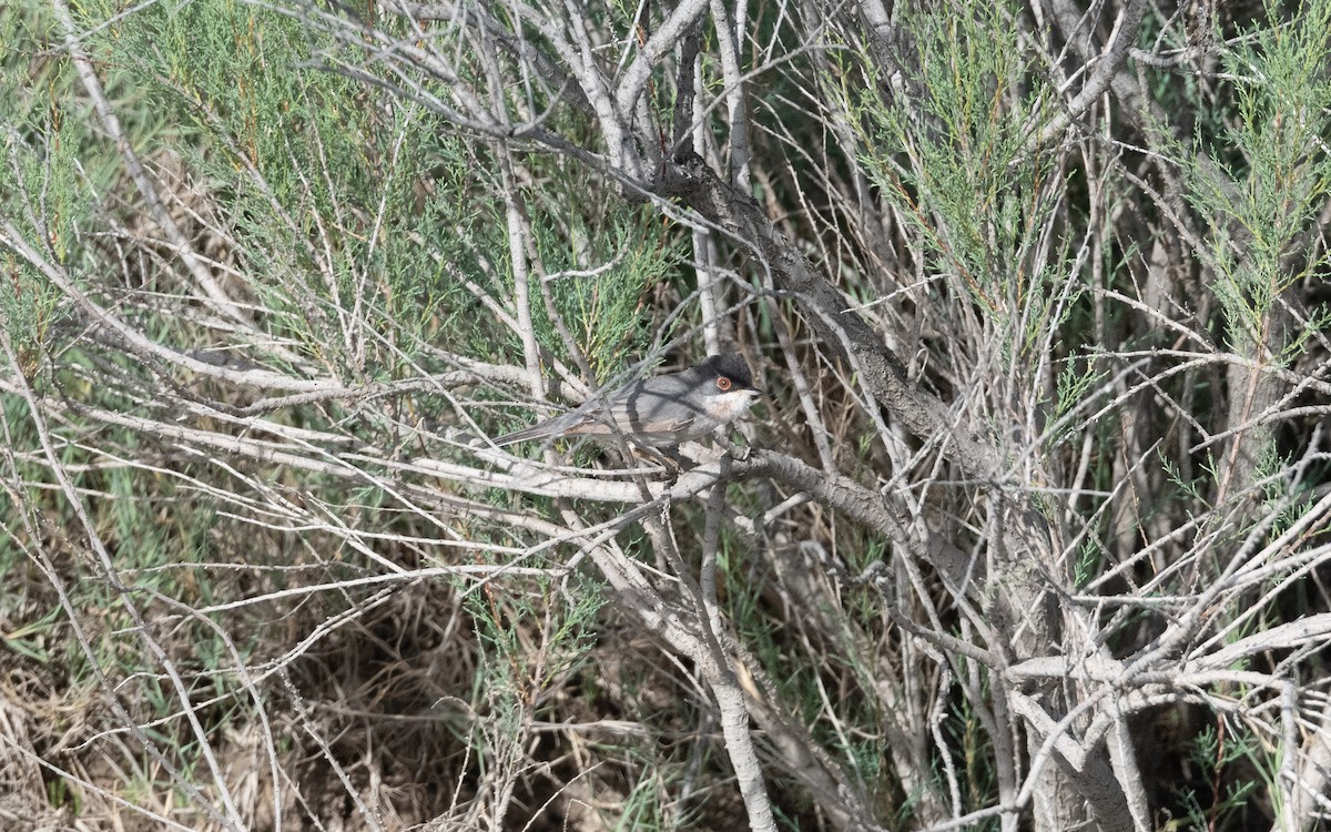 Menetries's Warbler - ML644687597