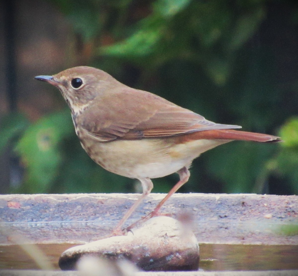 Hermit Thrush - ML644687598