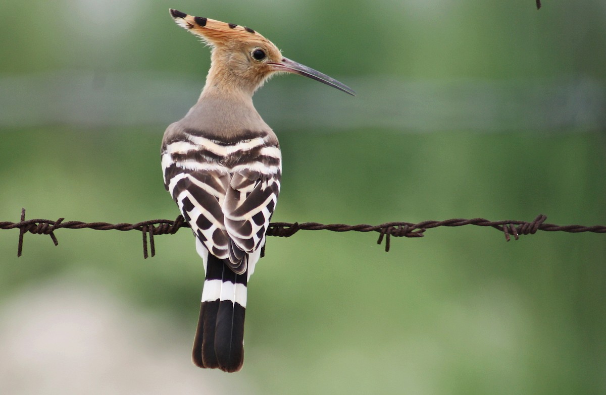 Common Hoopoe - ML644687599