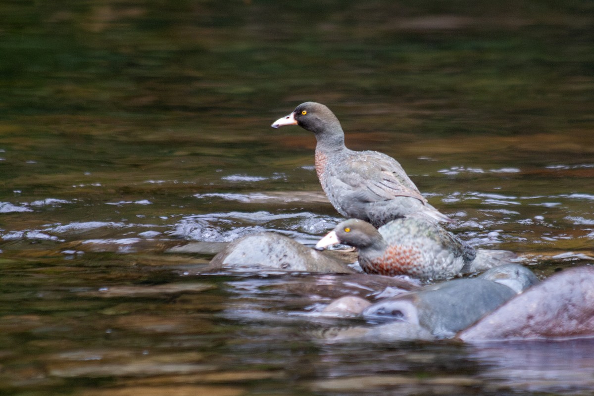 Blue Duck - ML644687601