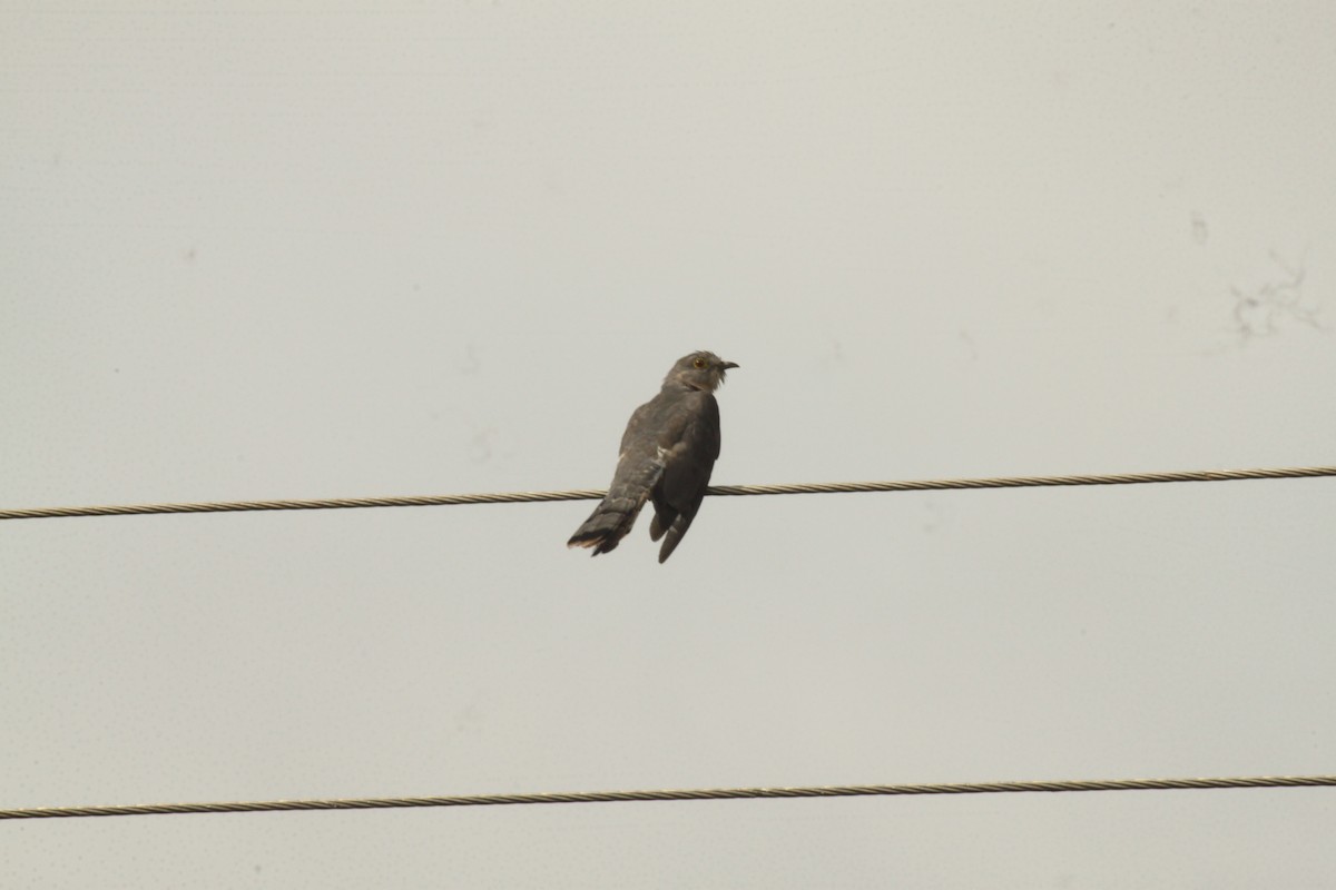 Common Hawk-Cuckoo - ML644687602