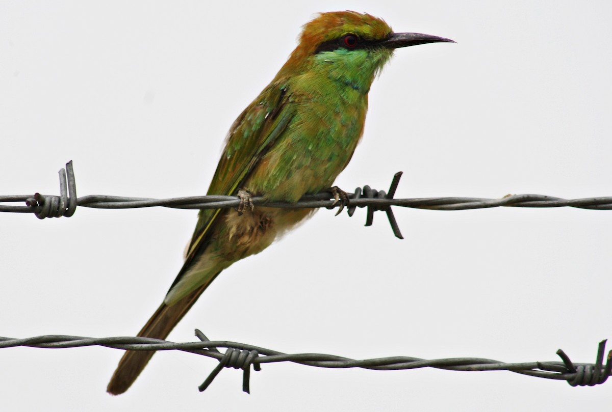 Guêpier d'Orient - ML644687603