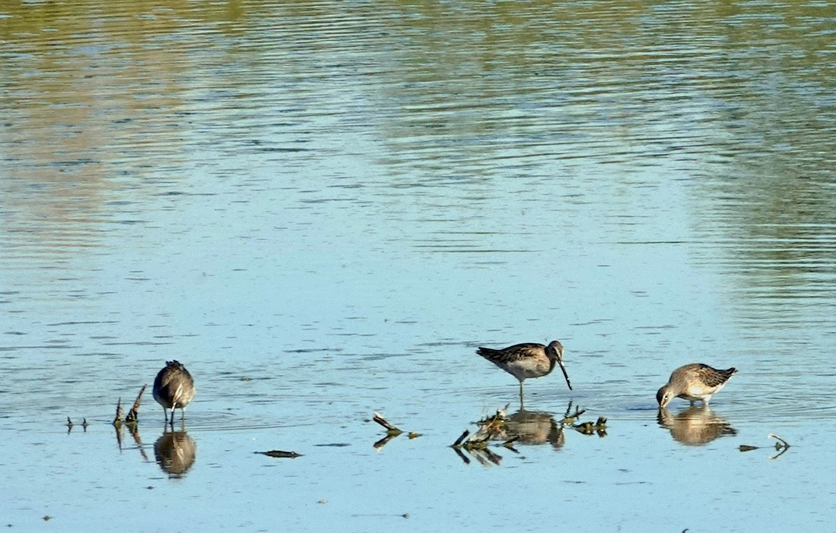 Хараалжин цууцил - ML644687605