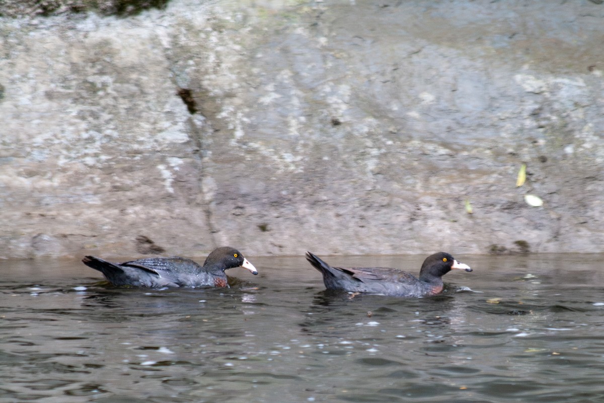 Blue Duck - ML644687606