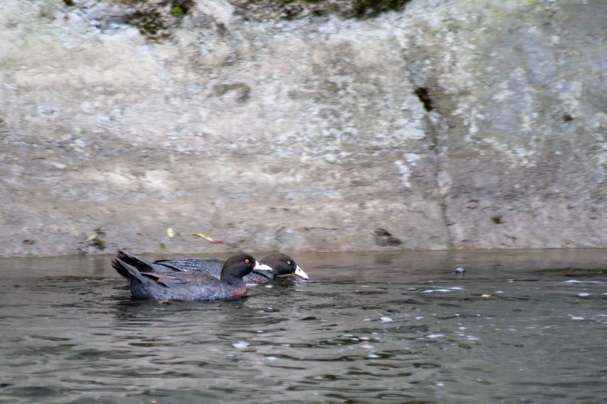 Blue Duck - ML644687607