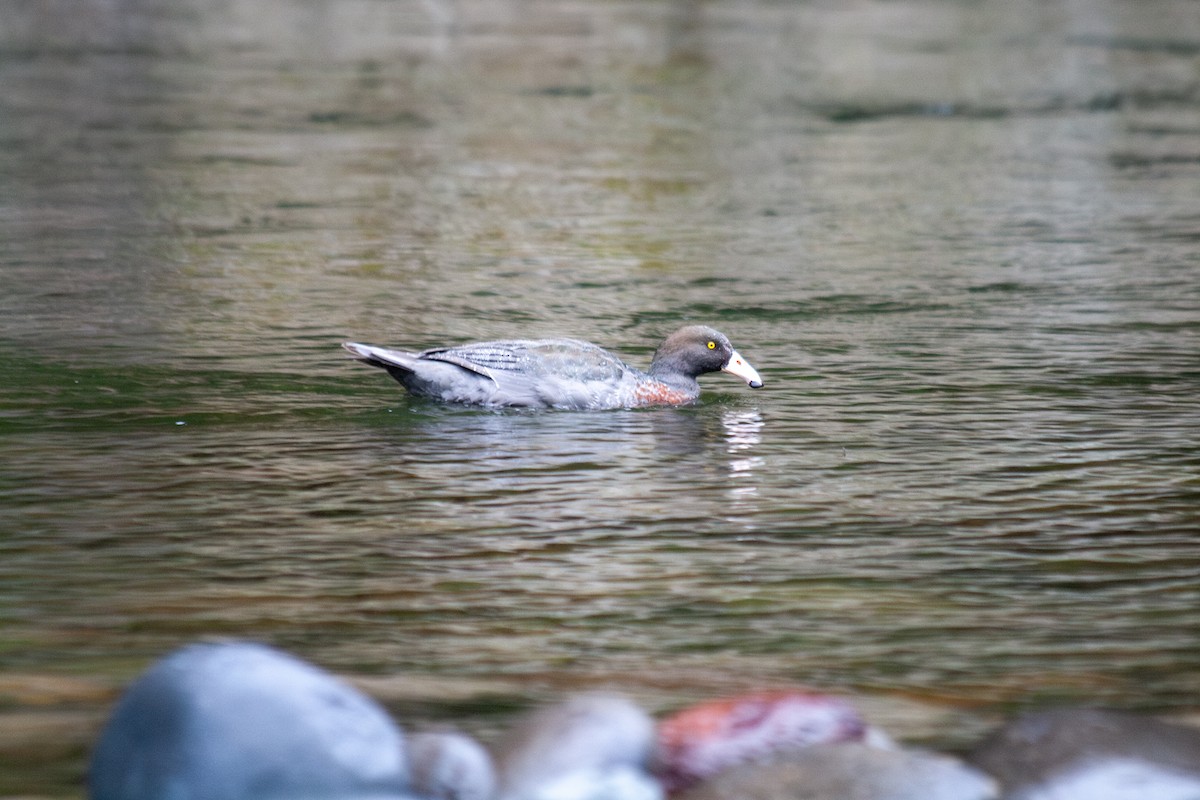 Blue Duck - ML644687608