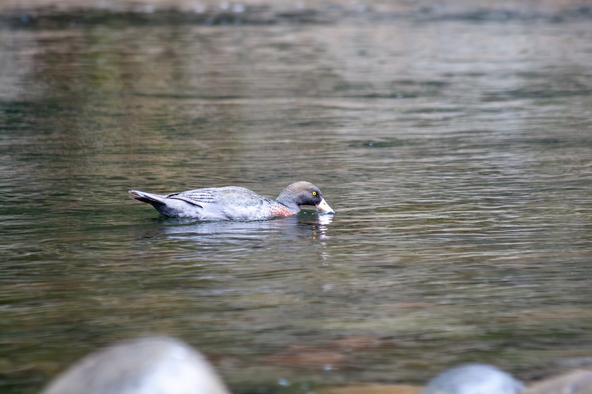 Blue Duck - ML644687609