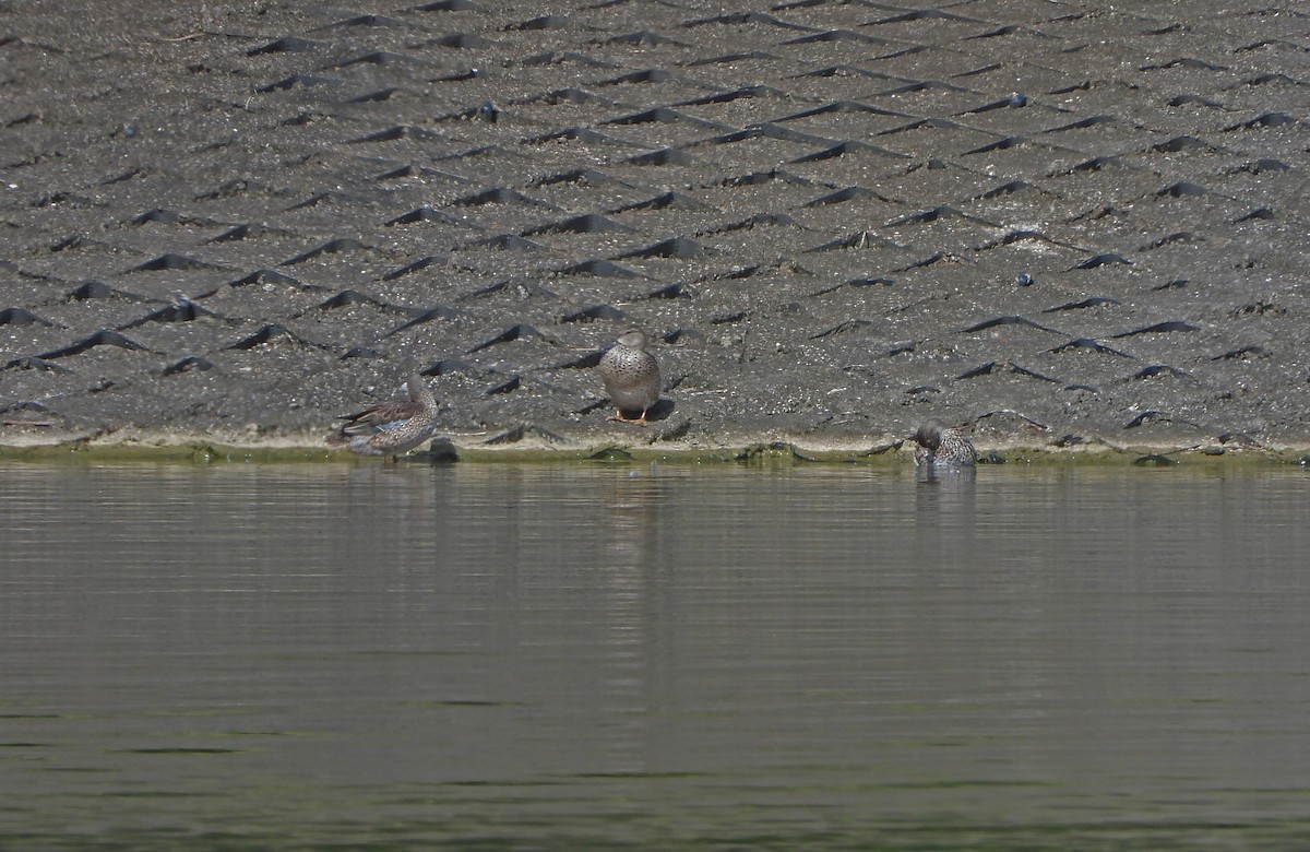 Blue-winged Teal - ML644687611