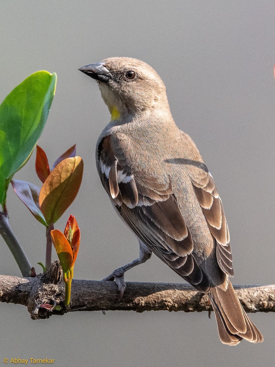 Yellow-throated Sparrow - ML644687612