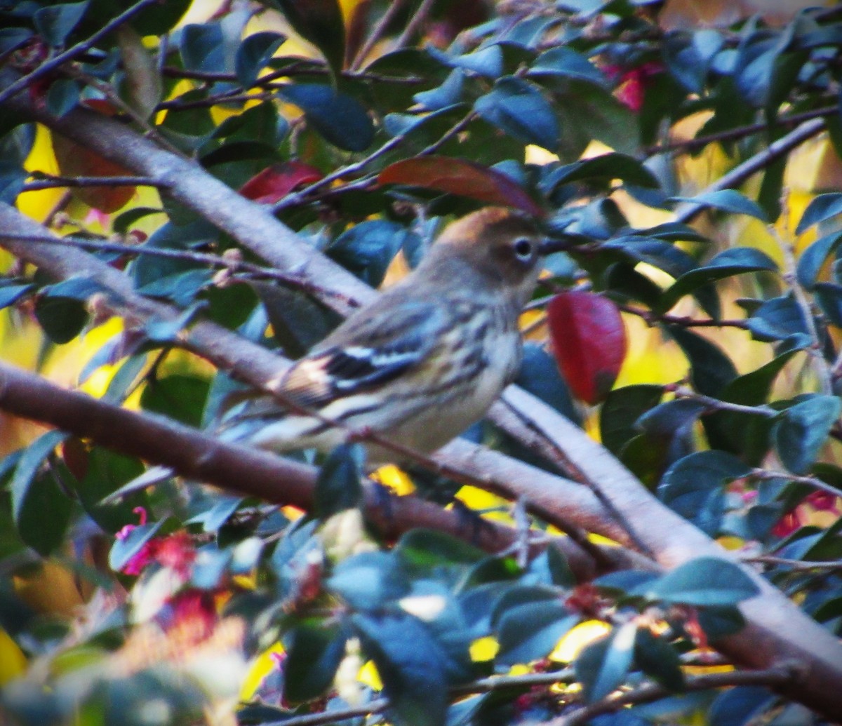 Eastern Towhee - ML644687613