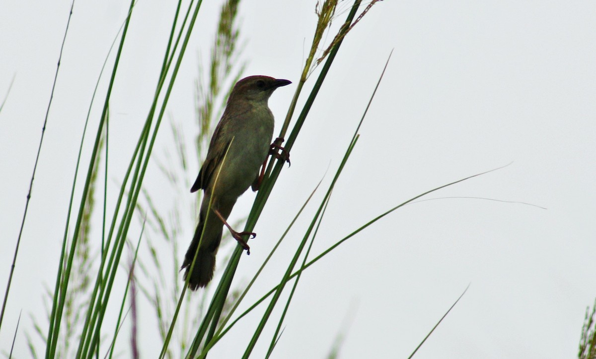 Bristled Grassbird - ML644687614