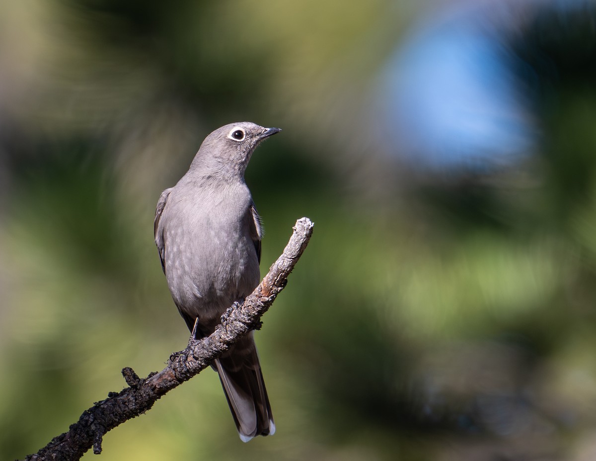 gråsolitærtrost - ML644687615