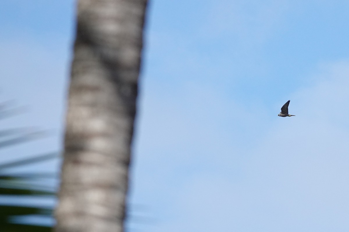 Эгэл шонхор - ML644687616