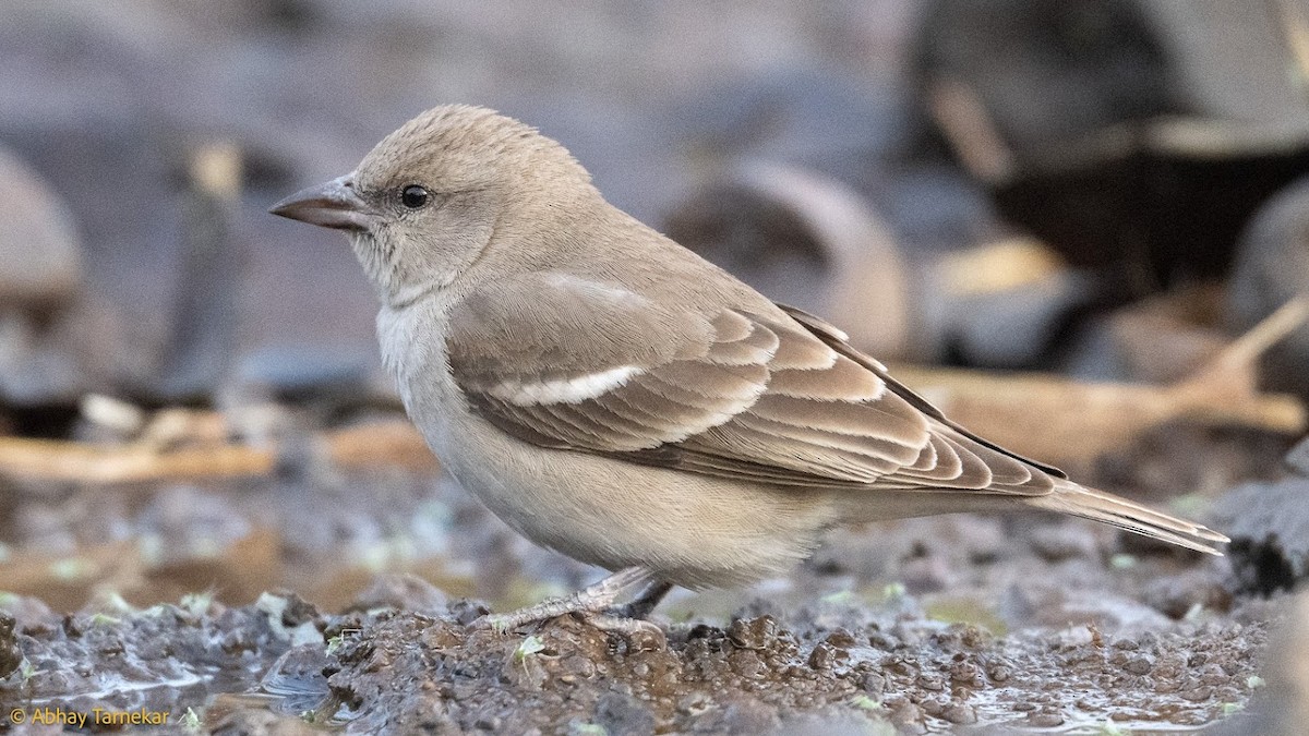 Yellow-throated Sparrow - ML644687617