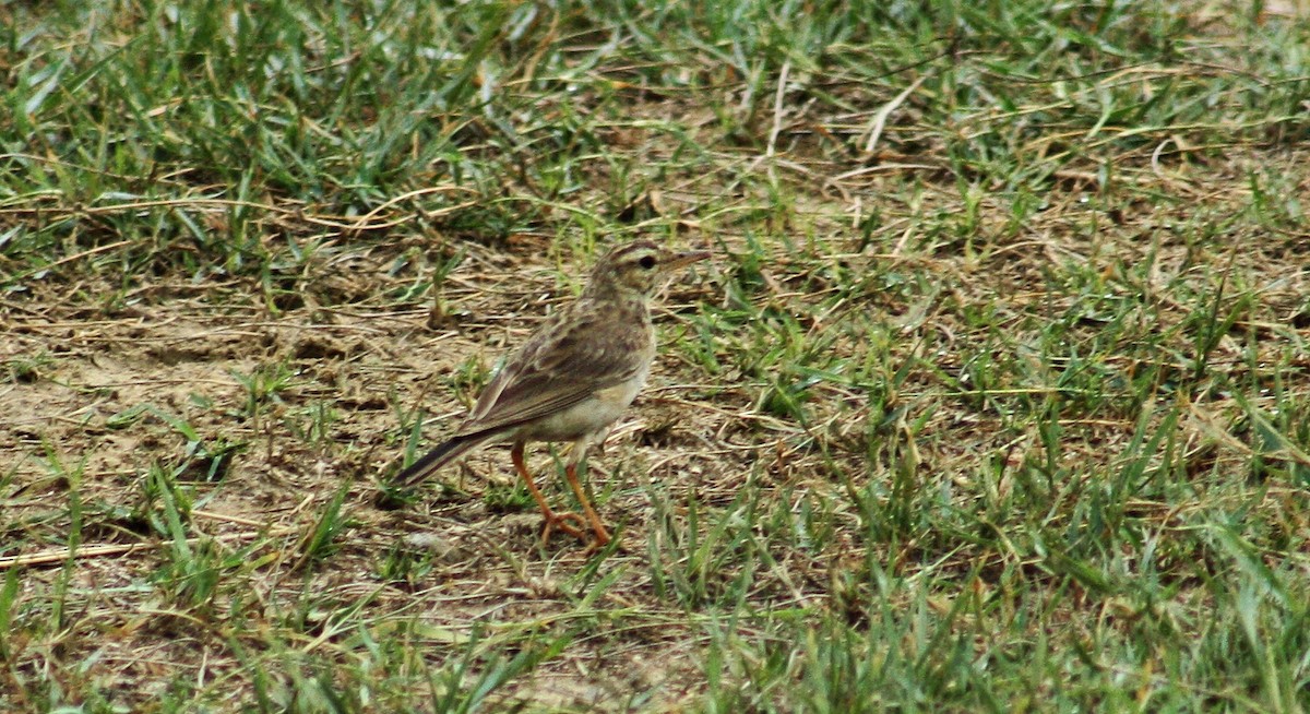 Paddyfield Pipit - ML644687618