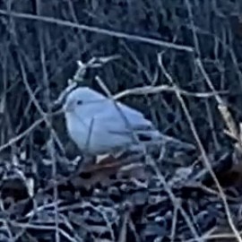 Dark-eyed Junco - ML644687619