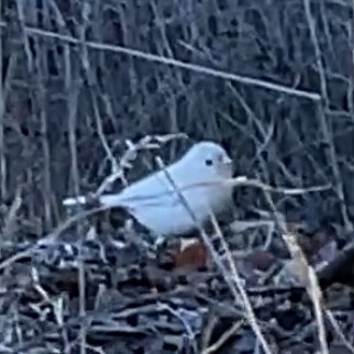 Dark-eyed Junco - ML644687620