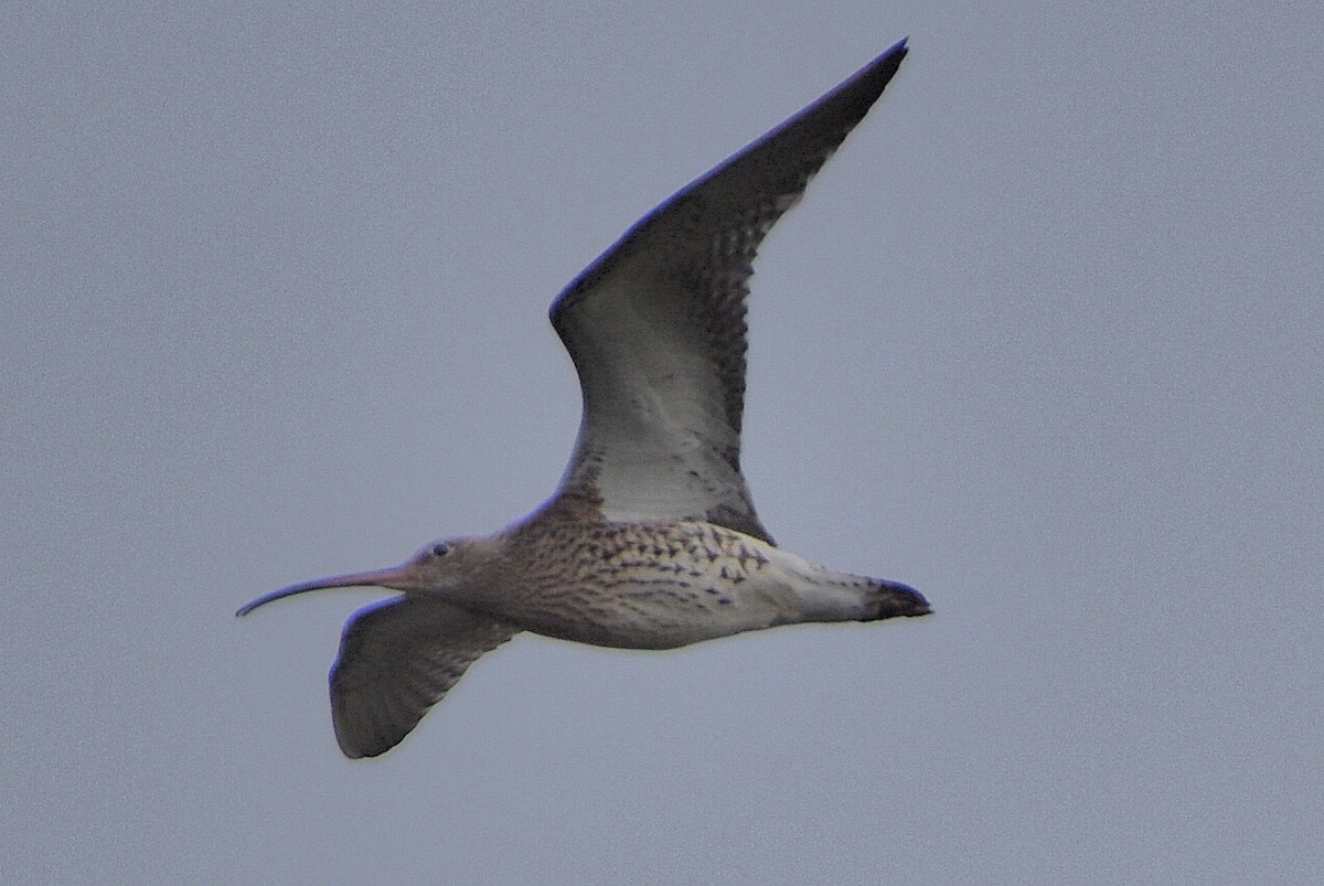 Морин тутгалжин - ML644687621